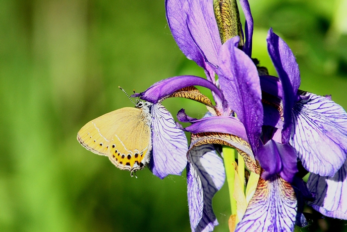 Iris e farfalle ter